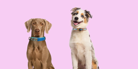 🐶 5 Façons de Gâter Votre Chien Comme la Diva Qu’il Est (et les Accessoires Qui Vont Avec)