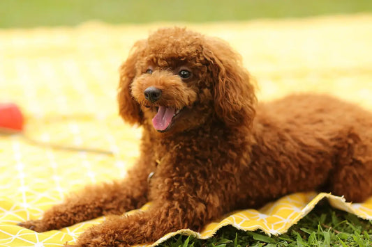 Chaud devant ! Comment éviter le coup de chaud à votre chien cet été ?