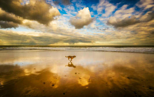 petit chien courant sur une plage dorée au coucher du soleil, avec un ciel dramatique rempli de nuage
