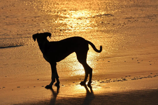 Les meilleurs lieux dog-friendly dans les Bouches-du-Rhône - Marley and Bloom 🐾