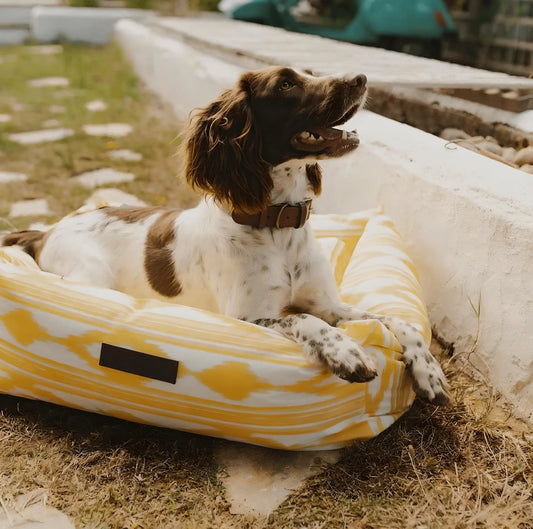 Chien couché dans un panier pour chien jaune à motifs, à l extérieur dans un jardin