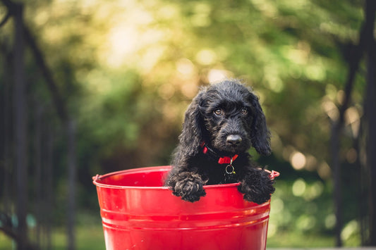 🐶☀️ Canicule et chiens : 7 réflexes essentiels pour protéger votre compagnon cet été