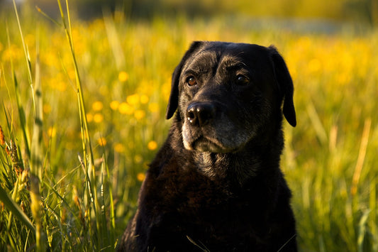 L’été est là… les tiques & épillets aussi ! Aïe, aïe, aïe 🐾🌾