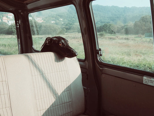 ✍️ Voyager en France avec son chien : conseils, hébergements et activités dog-friendly