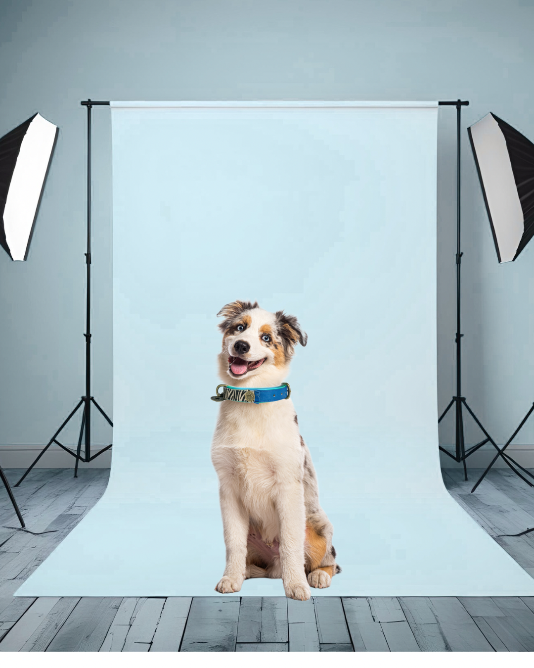 🐾 Les colliers pour chien les plus élégants en 2025 | Guide complet Marley & Bloom