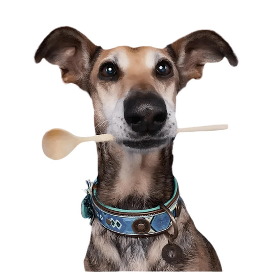 Colliers pour chien bohème colorés Dog With A Mission – modèles turquoise et violet avec cuir et médailles décoratives, disponibles en trois tailles.