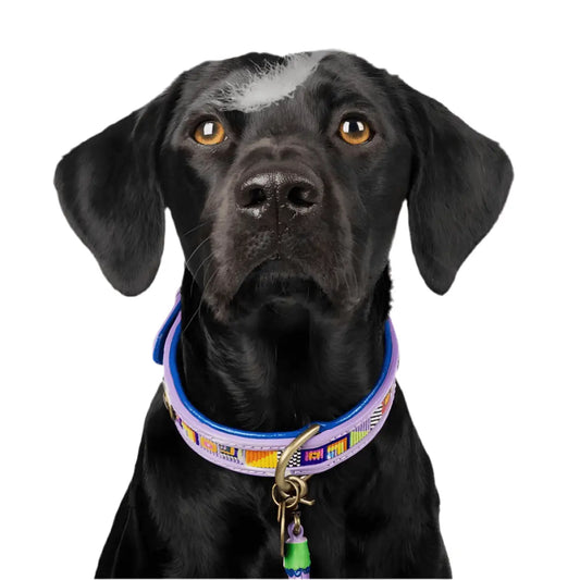 Chien noir portant le collier Color Pop de Dog with a Mission – collier violet avec perles colorées et pendentif assorti, style original et vibrant