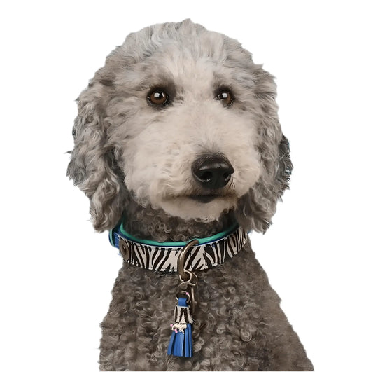 Chien au pelage frisé portant un collier pour chien Dog With A Mission modèle Dandy – imprimé zèbre noir et blanc, intérieur turquoise, pampille bleue et médaillon vintage, sur fond bleu vif.
